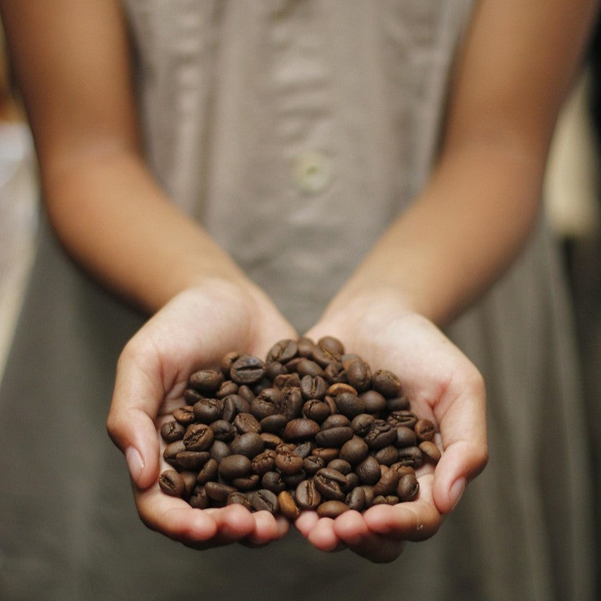 Ukázka zrnkové pražené kávy v ženských dlaních.